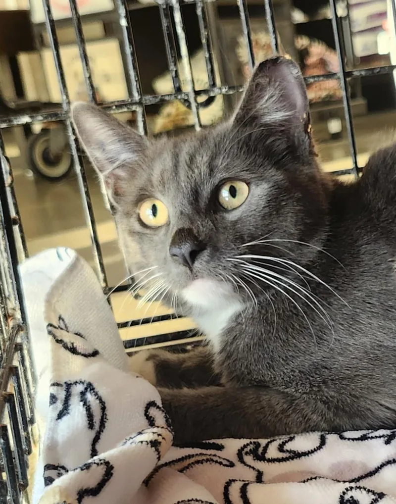 A young medium-sized male Gray & White Domestic Short Hair cat named Lenny for adoption in East Brunswick, NJ