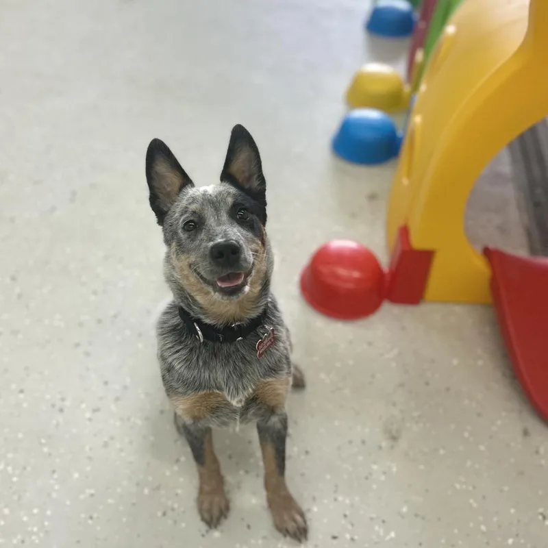 A baby small-sized female Gray / Blue / Silver Australian Cattle Dog / Blue Heeler dog named Splash for adoption in Wheeling, IL