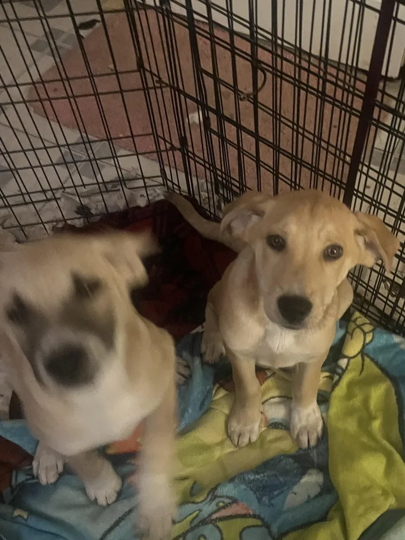 Dallas And Daisy thumbnail 2