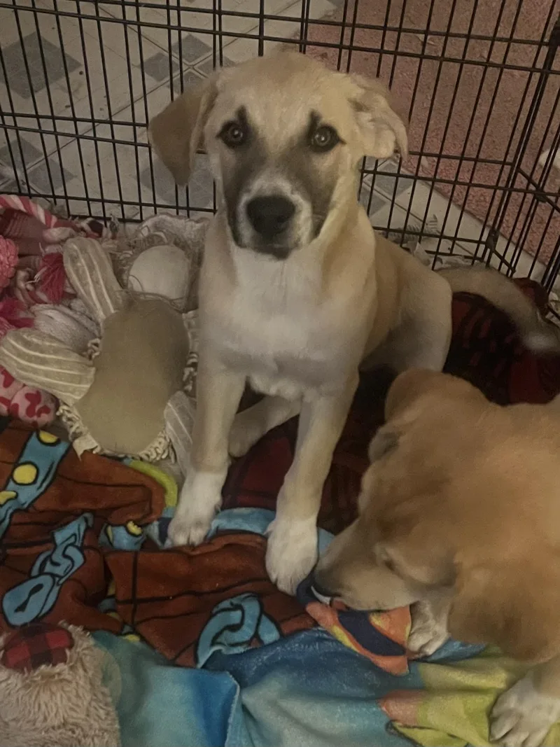 Dallas And Daisy thumbnail 3