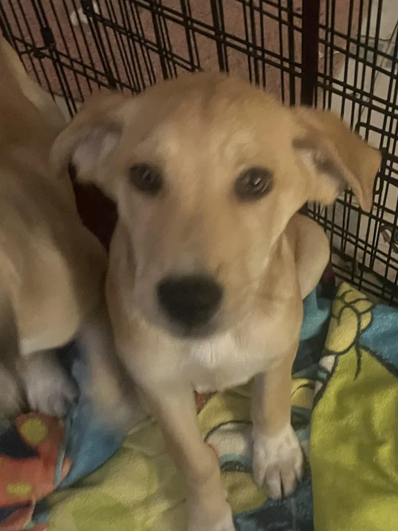 Dallas And Daisy thumbnail 4