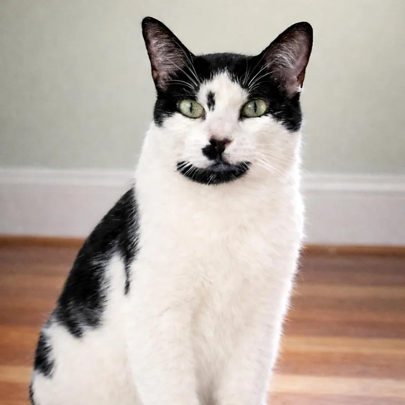 Twylite — A True thumbnail 5