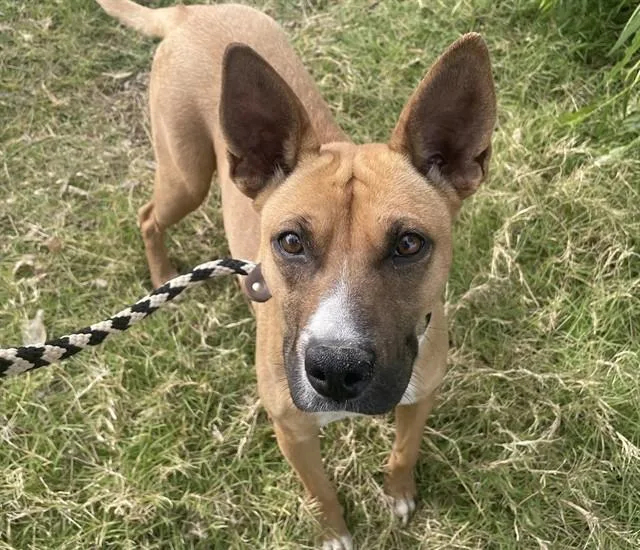 A young medium-sized female Australian Cattle Dog / Blue Heeler dog named Cassandra for adoption in Tucson, AZ