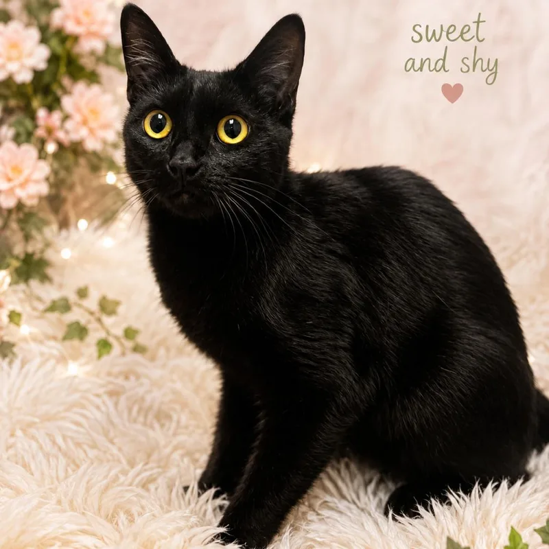 An adult medium-sized male Black Domestic Short Hair cat named Denali for adoption in Henderson, NV