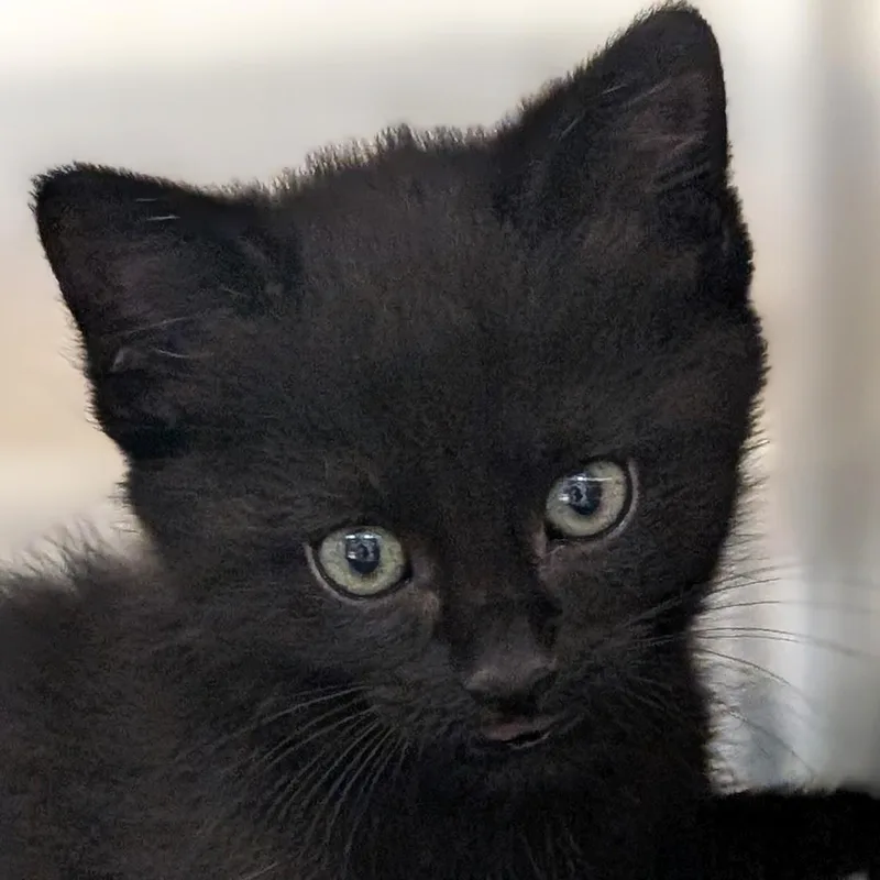 A baby medium-sized male Black Domestic Short Hair cat named Baby Dumpling for adoption in Jefferson, WI