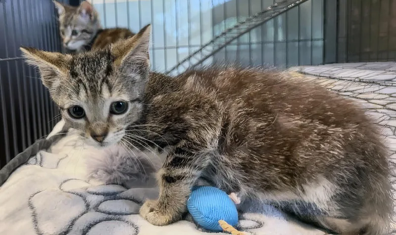 A baby medium-sized female Tabby (Brown / Chocolate) Domestic Short Hair cat named Sue for adoption in Nashville, TN