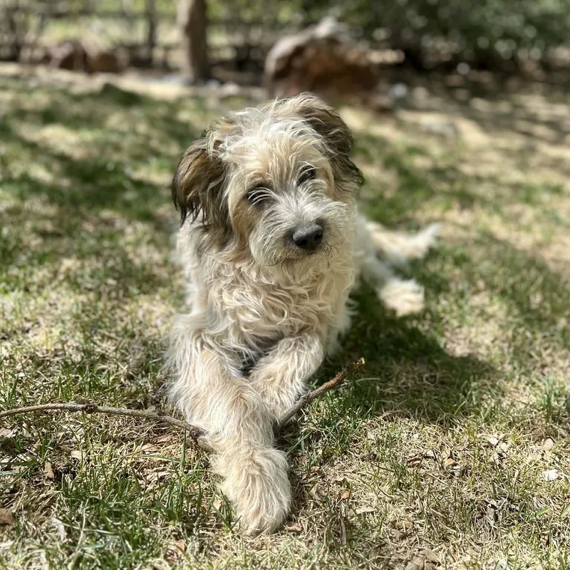 A baby medium-sized male Yellow / Tan / Blond / Fawn Poodle dog named Ryder for adoption in Mead, CO