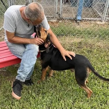 A young medium-sized male Coonhound dog named Dexter for adoption in Wharton, TX