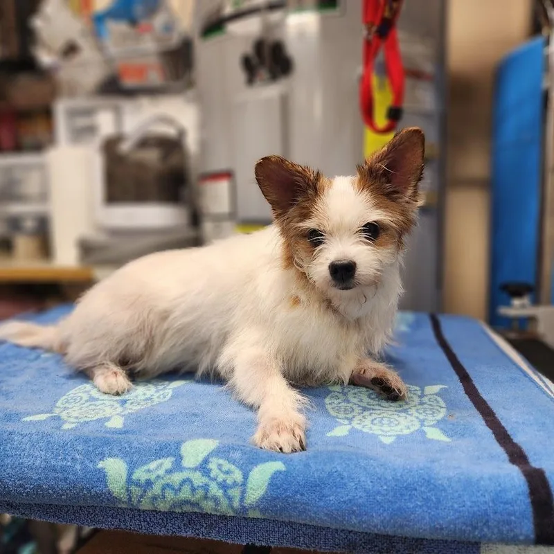 A senior medium-sized female Yellow / Tan / Blond / Fawn Jack Russell Terrier dog named Angel for adoption in Toms Brook, VA