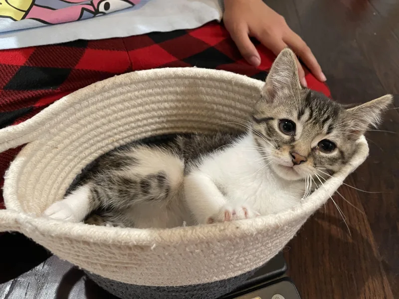 A baby medium-sized male Dilute Calico Domestic Short Hair cat named Sage for adoption in Haddon Heights, NJ