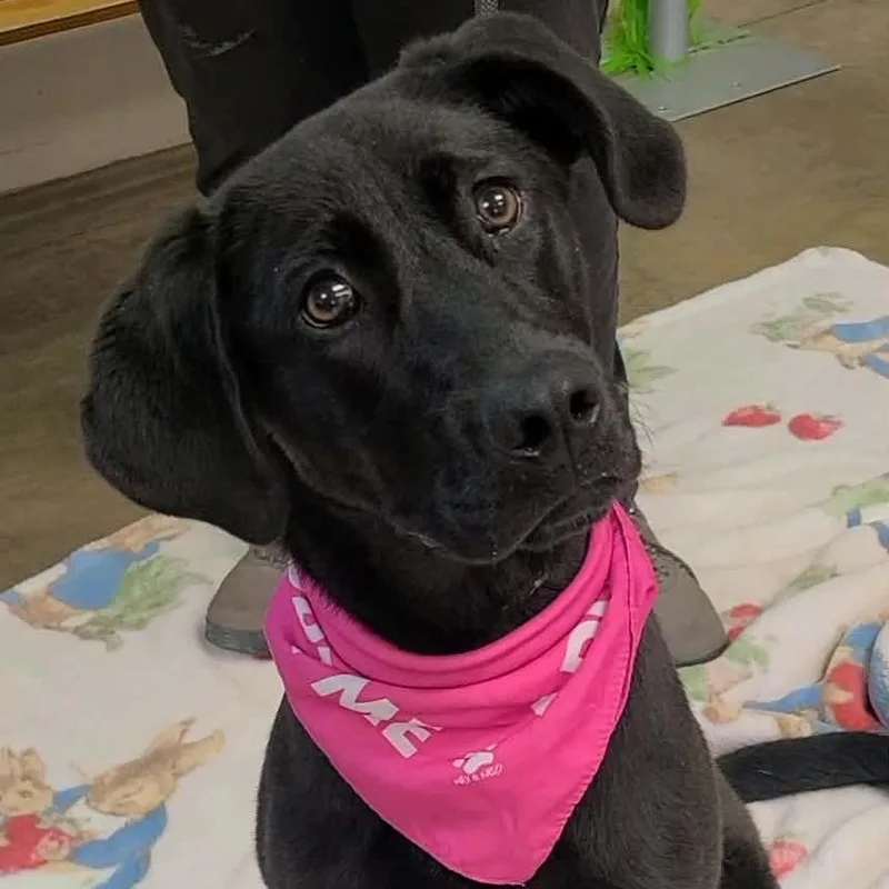 A young medium-sized female Black Pointer dog named Roxy for adoption in Enterprise, AL