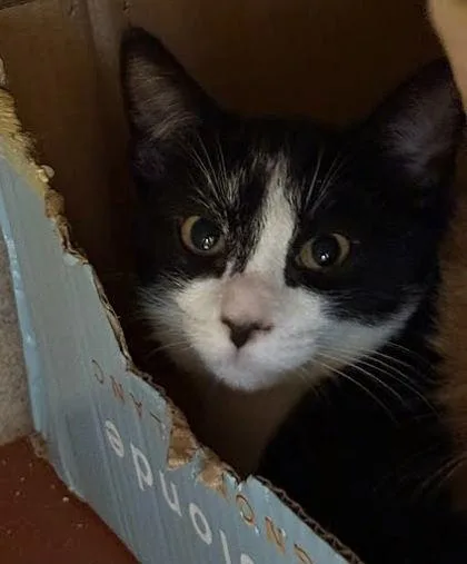 A baby medium-sized male Domestic Short Hair cat named Puffin for adoption in Washington, DC