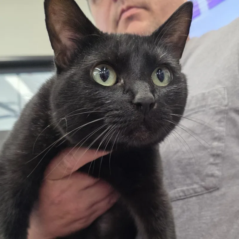 Sorrengail thumbnail 2