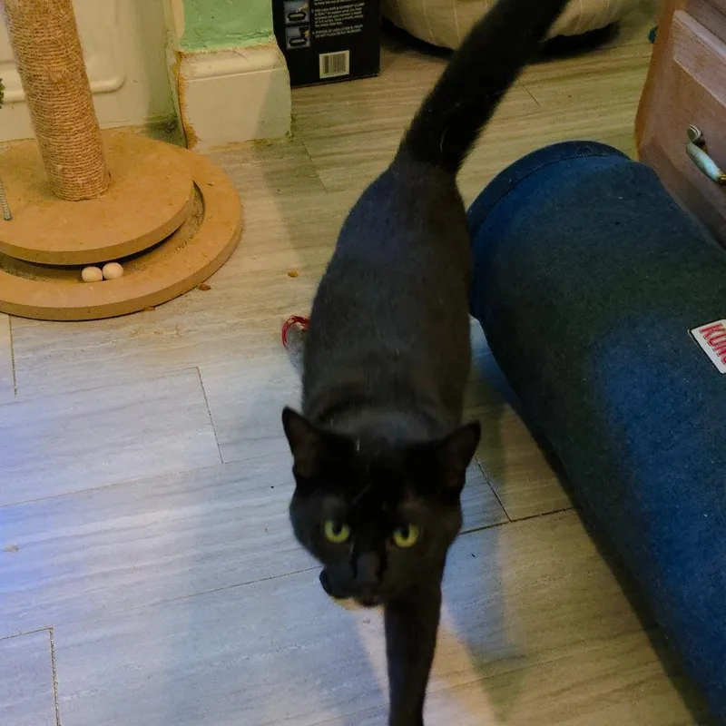 Sorrengail thumbnail 3