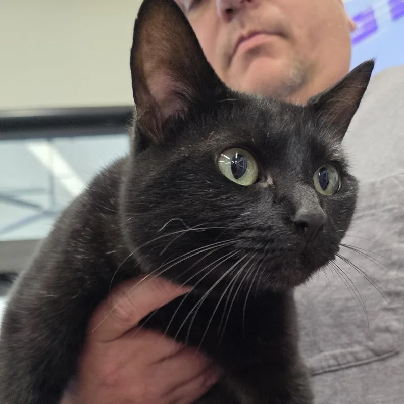 Sorrengail thumbnail 4