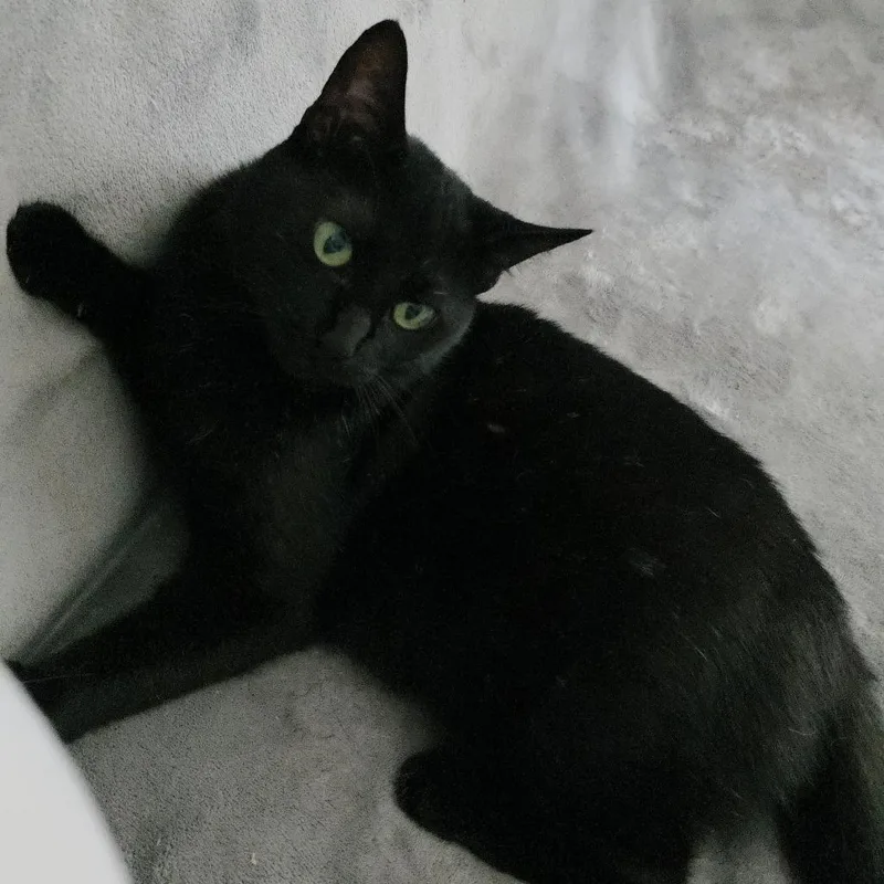 A young medium-sized female Black Domestic Short Hair cat named Sorrengail for adoption in Beulaville, NC