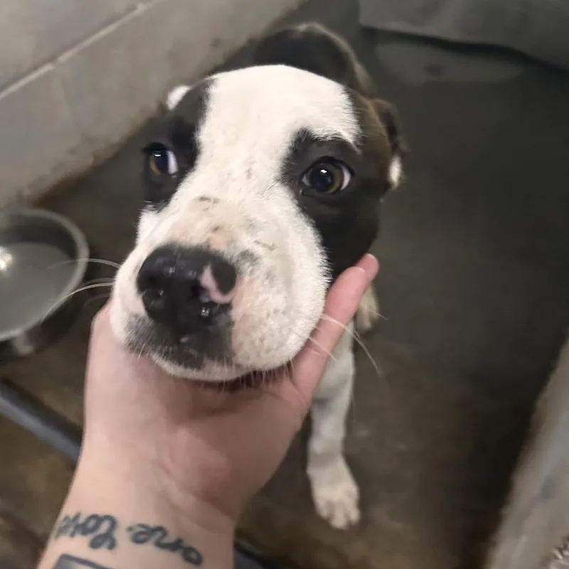 A young medium-sized male Black Mixed Breed dog named Acorn for adoption in Summerville, SC