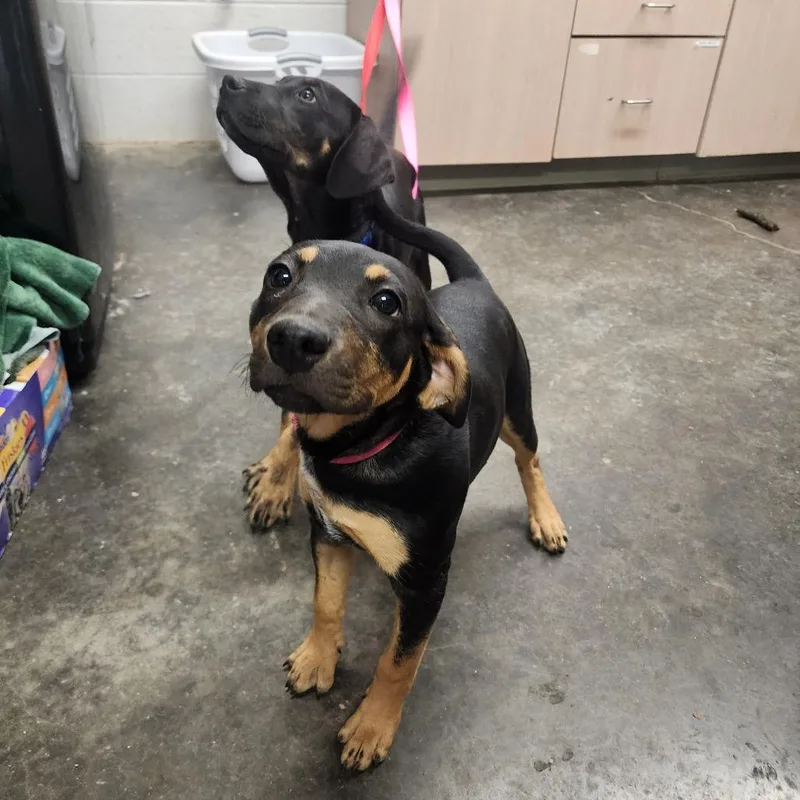 A baby small-sized female Black Hound dog named Gypsy for adoption in Evensville, TN