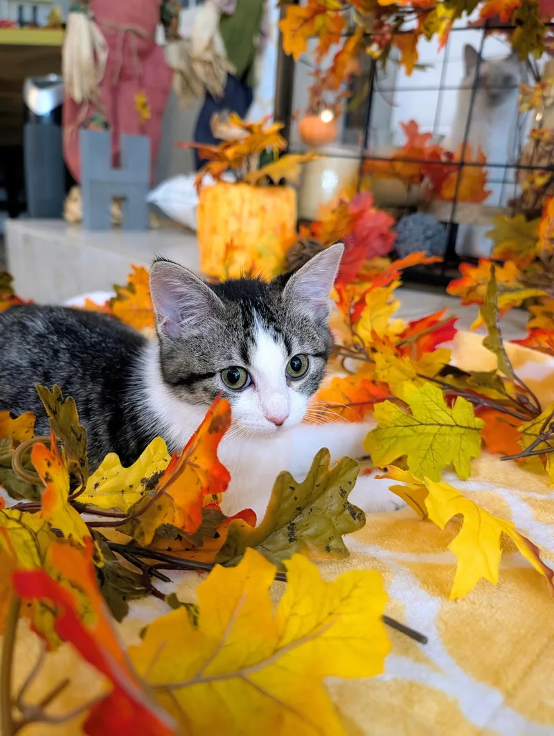 A baby medium-sized female Domestic Short Hair cat named Hannah for adoption in Lacon, IL