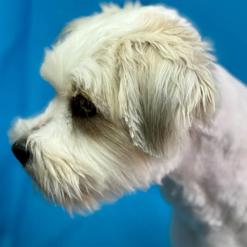 Ruffles: From Matted To thumbnail 4