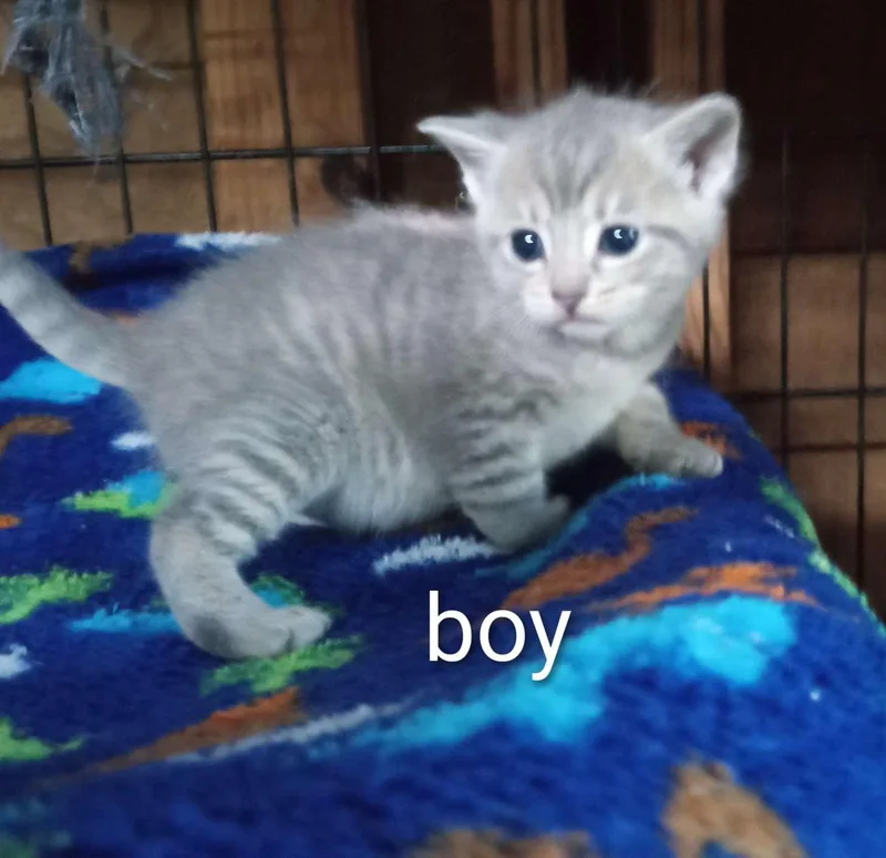 A baby medium-sized male Tabby cat named Muffin for adoption in Royal Palm Beach, FL