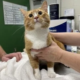 A young medium-sized male Orange & White Domestic Short Hair cat named Shredder for adoption in Athens, GA