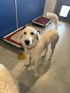 A young large-sized male White / Cream Maremma Sheepdog dog named Hawkeye for adoption in Bartlesville, OK