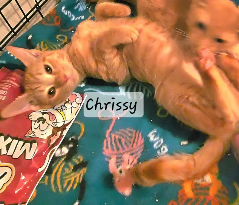 A baby medium-sized female Domestic Short Hair cat named Chrissy for adoption in Ellijay, GA