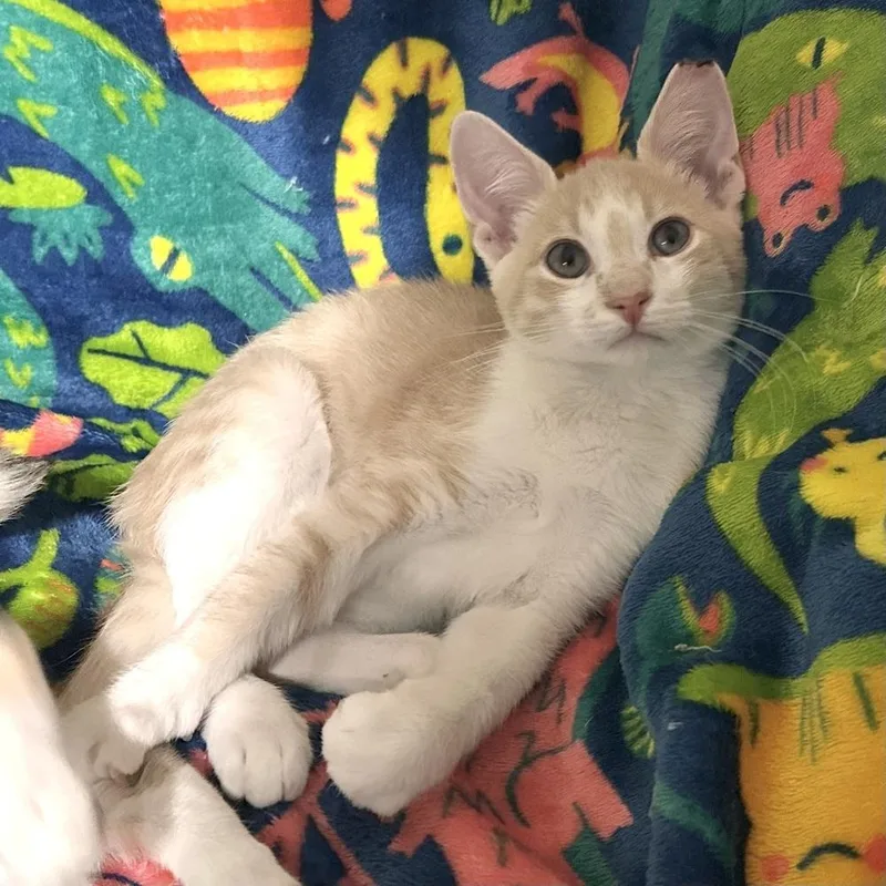 A baby small-sized male Domestic Short Hair cat named Erling for adoption in Panama City Beach, FL