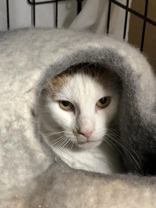 A young medium-sized female Domestic Short Hair cat named A Crimson for adoption in Windsor, CT