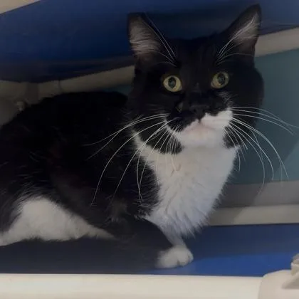 A young small-sized male Domestic Short Hair cat named Jupiter for adoption in Janesville, WI