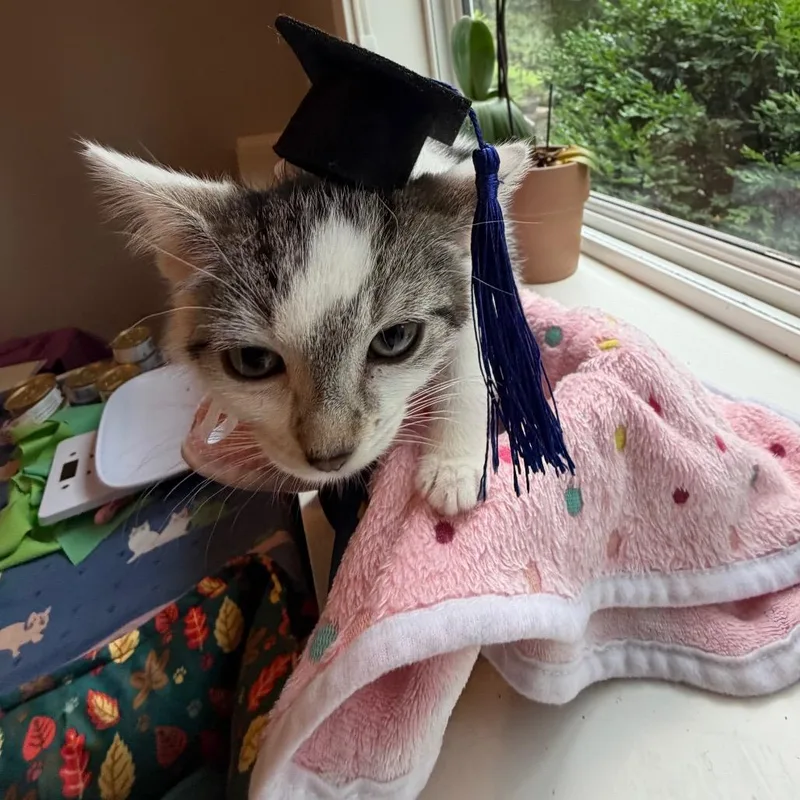 A baby small-sized female White Domestic Short Hair cat named Emerson for adoption in Rochester, MN