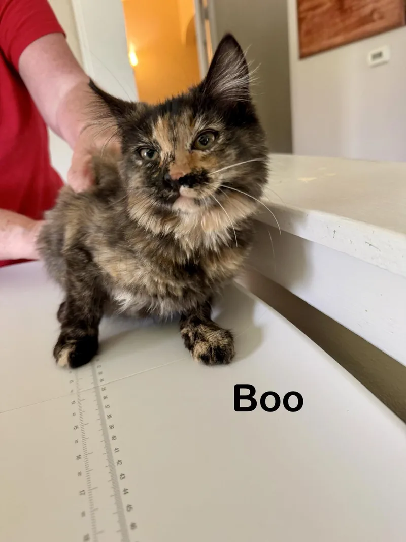 A baby medium-sized female Tortoiseshell cat named Boo for adoption in Greensburg, PA