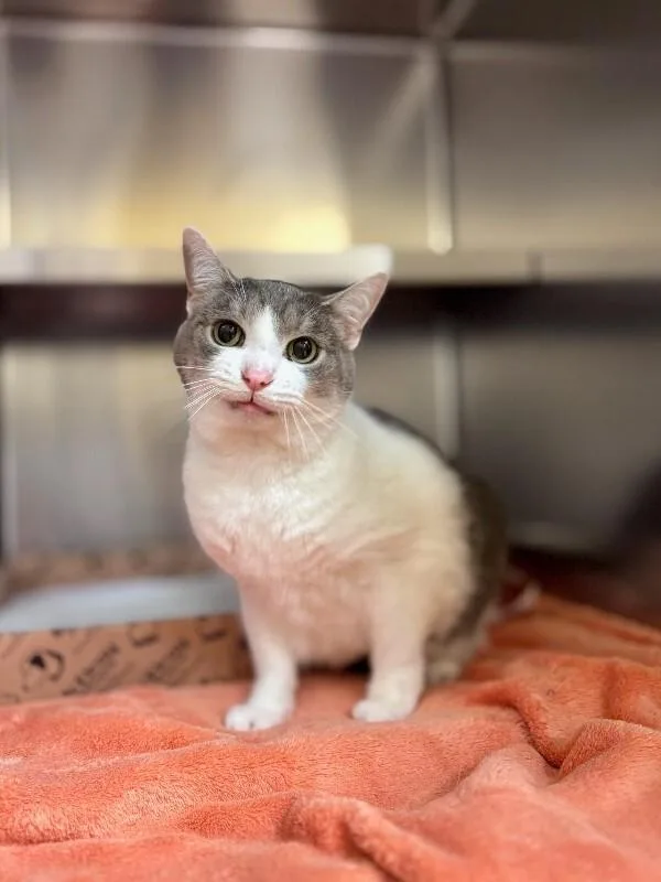 An adult medium-sized female Gray / Blue / Silver Domestic Short Hair cat named Squirt for adoption in Wooster, OH