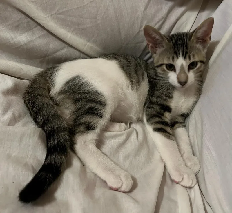 An adult medium-sized male Domestic Short Hair cat named Skylar for adoption in Bossier City, LA