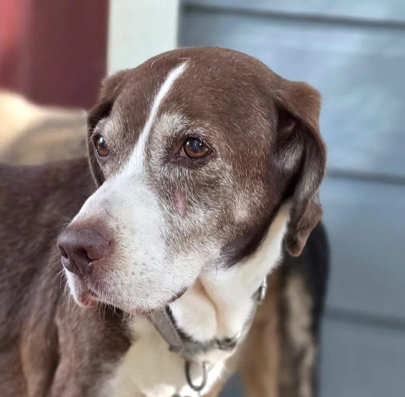 A senior medium-sized male Hound dog named Chief for adoption in Tomball, TX
