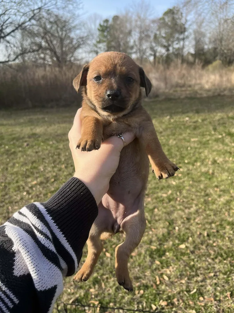 Peep The Chiweenie Mix thumbnail 2