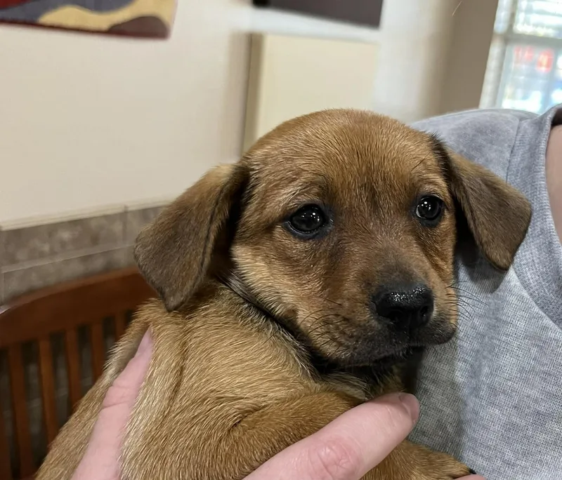 Peep The Chiweenie Mix