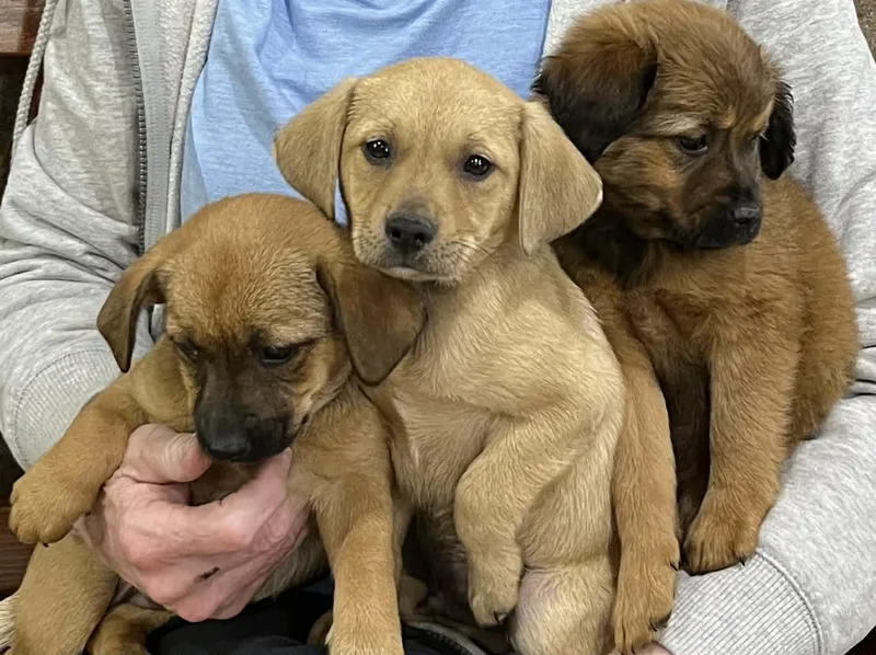 Peep The Chiweenie Mix thumbnail 3