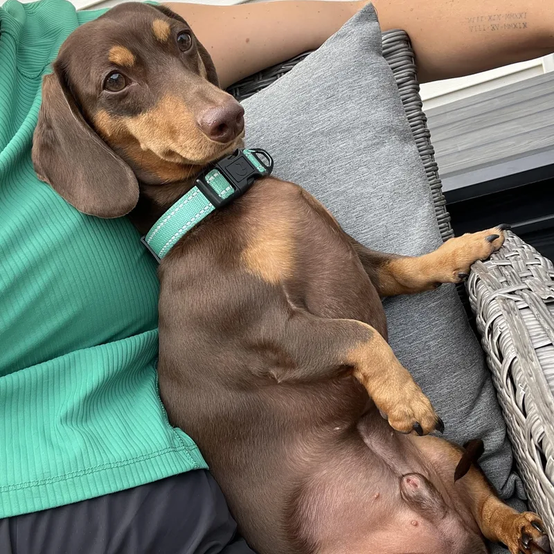 A young small-sized male Brown / Chocolate Dachshund dog named Ryder OHIO ONLY for adoption in Lebanon, OH