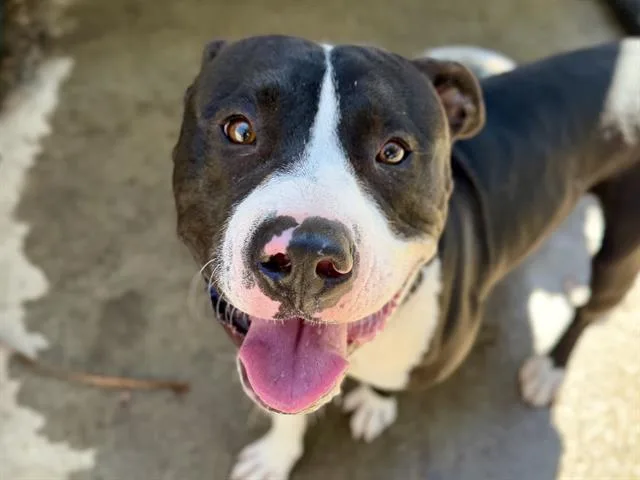 A young large-sized male Pit Bull Terrier dog named Signal for adoption in Martinez, CA