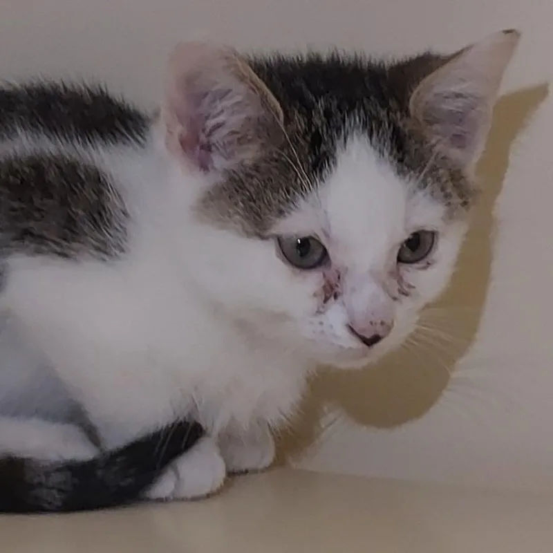 A baby small-sized female Gray / Blue / Silver Domestic Short Hair cat named Clementine for adoption in Dayton, OH