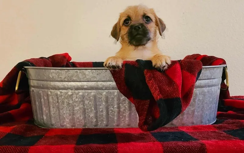 A baby small-sized female Pug dog named Malibu for adoption in Canyon Country, CA