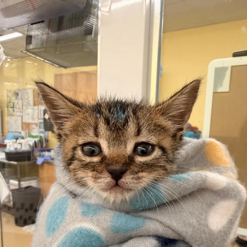 A baby small-sized female Gray / Blue / Silver Domestic Short Hair cat named Tidbit for adoption in West Palm Beach, FL