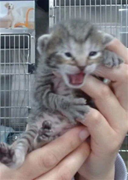 A baby small-sized female Domestic Short Hair cat named Nina for adoption in Salinas, CA