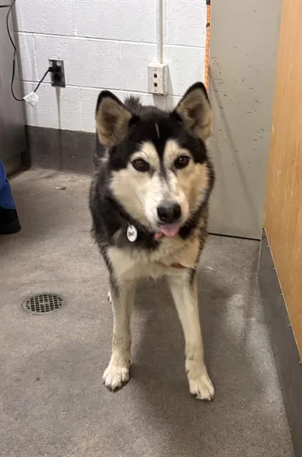 An adult medium-sized female Siberian Husky dog named Layla for adoption in Upper Marlboro, MD