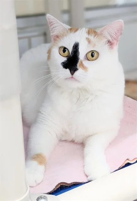 An adult medium-sized female Domestic Short Hair cat named Molly for adoption in Canfield, OH