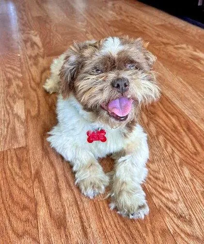 An adult small-sized male Shih Tzu dog named Arthur for adoption in San Diego, CA