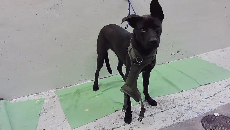 A young large-sized male Labrador Retriever dog named Koda for adoption in Houston, TX