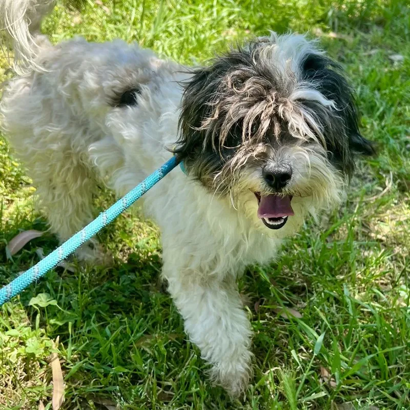 A young small-sized male White / Cream Shih Tzu dog named Fez for adoption in Sonoma, CA
